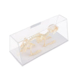 Maxbell Rabbit Skeleton Specimen Animal Bone Model Scientific Biology Teaching Aids
