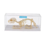 Maxbell Rabbit Skeleton Specimen Animal Bone Model Scientific Biology Teaching Aids