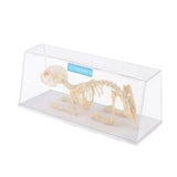 Maxbell Rabbit Skeleton Specimen Animal Bone Model Scientific Biology Teaching Aids