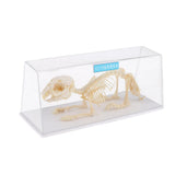 Maxbell Rabbit Skeleton Specimen Animal Bone Model Scientific Biology Teaching Aids