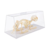 Maxbell Rabbit Skeleton Specimen Animal Bone Model Scientific Biology Teaching Aids