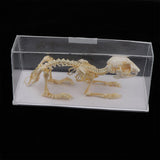 Maxbell Rabbit Skeleton Specimen Animal Bone Model Scientific Biology Teaching Aids