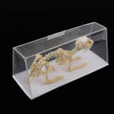 Maxbell Rabbit Skeleton Specimen Animal Bone Model Scientific Biology Teaching Aids