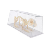 Maxbell Rabbit Skeleton Specimen Animal Bone Model Scientific Biology Teaching Aids