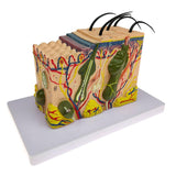 Max Maxb 1pc Skin Structure Model 35X Enlarged Model Science Display Teaching Aids