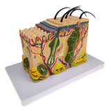 Max Maxb 1pc Skin Structure Model 35X Enlarged Model Science Display Teaching Aids
