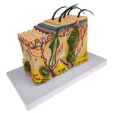 Max Maxb 1pc Skin Structure Model 35X Enlarged Model Science Display Teaching Aids