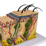 Max Maxb 1pc Skin Structure Model 35X Enlarged Model Science Display Teaching Aids