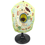 Max Maxb 1pc Typical Plant Cell Model Cross-Section Scientific Teaching Aids Supplies