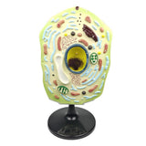 Max Maxb 1pc Typical Plant Cell Model Cross-Section Scientific Teaching Aids Supplies