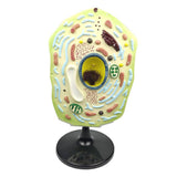 Max Maxb 1pc Typical Plant Cell Model Cross-Section Scientific Teaching Aids Supplies