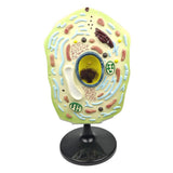 Max Maxb 1pc Typical Plant Cell Model Cross-Section Scientific Teaching Aids Supplies