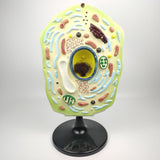 Max Maxb 1pc Typical Plant Cell Model Cross-Section Scientific Teaching Aids Supplies