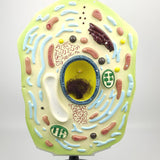 Max Maxb 1pc Typical Plant Cell Model Cross-Section Scientific Teaching Aids Supplies