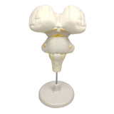Max Brainstem Structure Model Anatomy Study Display Teaching Aids Accessories