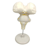 Max Brainstem Structure Model Anatomy Study Display Teaching Aids Accessories