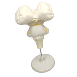 Max Brainstem Structure Model Anatomy Study Display Teaching Aids Accessories