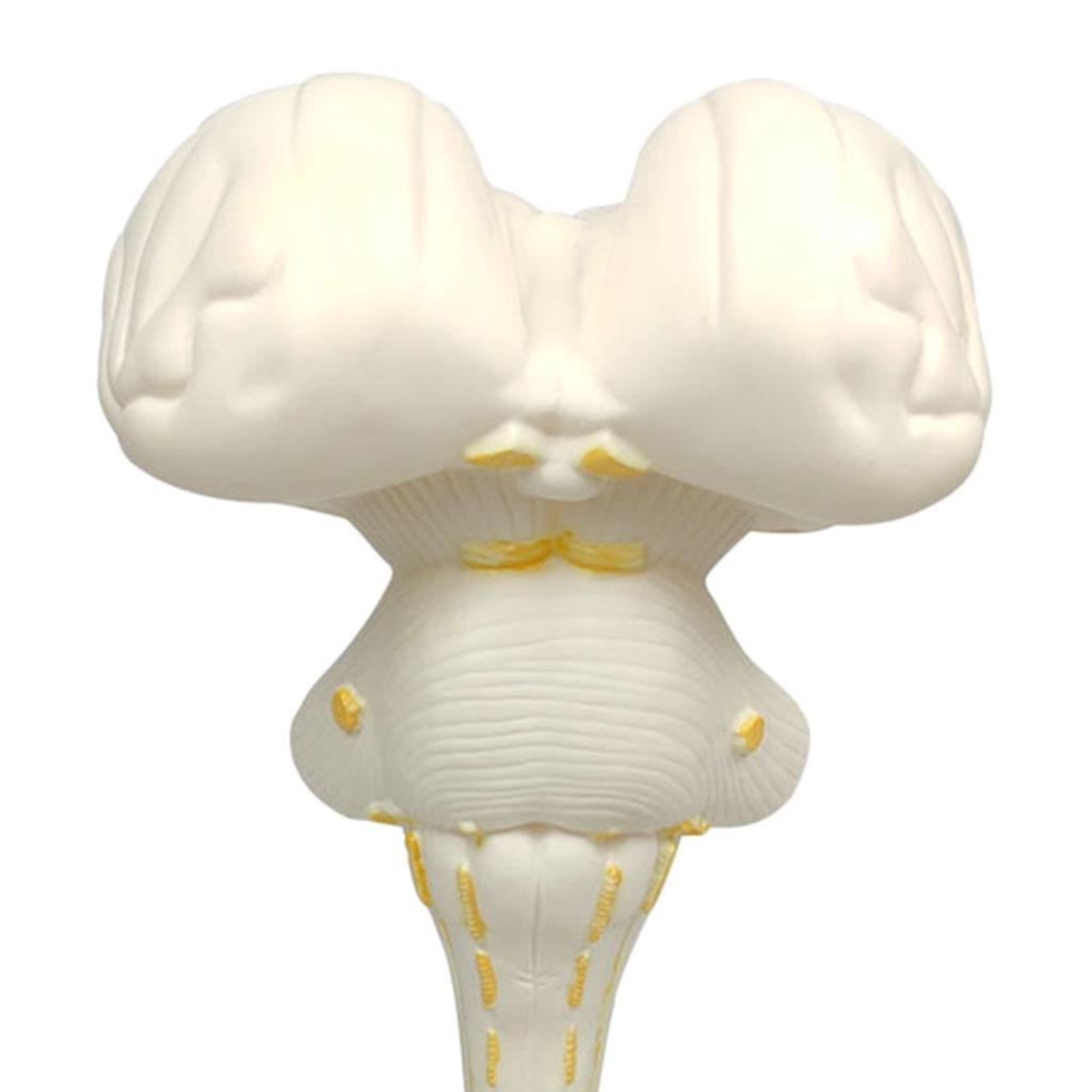 โก๏ธBuy Max Brainstem Structure Model Anatomy Study Display Teaching Aids ... Biology Diagrams