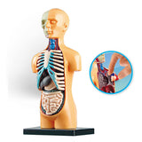 Science Human Body Model Classroom with Removable Organs Learning DIY Toys