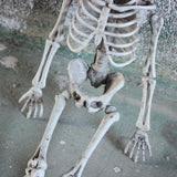 Maxbell 16 inch Halloween Skeleton Full Body for Photo Prop Lawn Haunted House