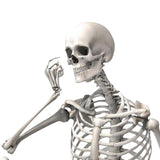 Maxbell 16 inch Halloween Skeleton Full Body for Photo Prop Lawn Haunted House