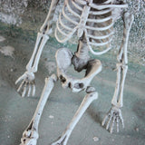 Maxbell Halloween Skeleton Halloween Decor Skeleton Model for Spooky Scene