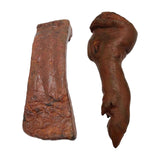 Maxbell Photographic Props samples Display Food Model Lifelike for kitchens party pigs feet legs