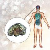 Maxbell Organs Fondant Model Handmade Reusable Baking Tools Accessories for Pudding Brain