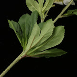 Maxbell Artificial Clematis Flower Leaf Home Wedding Decor Bridal Bouquet White