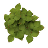 Maxbell Artificial Leaves Green Leaves Greenery for DIY Bridal Shower Backdrop