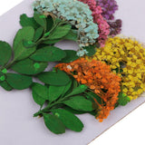 Maxbell Multiple Mixed Natural Pressed Dried Flower Leaf DIY Art Craft Decor big size