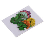 Maxbell Multiple Mixed Natural Pressed Dried Flower Leaf DIY Art Craft Decor big size