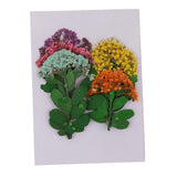 Maxbell Multiple Mixed Natural Pressed Dried Flower Leaf DIY Art Craft Decor big size