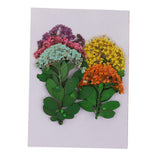 Maxbell Multiple Mixed Natural Pressed Dried Flower Leaf DIY Art Craft Decor big size