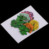 Maxbell Multiple Mixed Natural Pressed Dried Flower Leaf DIY Art Craft Decor big size