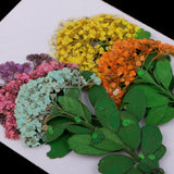 Maxbell Multiple Mixed Natural Pressed Dried Flower Leaf DIY Art Craft Decor big size