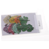 Maxbell Multiple Mixed Natural Pressed Dried Flower Leaf DIY Art Craft Decor big size