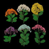 Maxbell Multiple Mixed Natural Pressed Dried Flower Leaf DIY Art Craft Decor big size