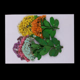 Maxbell Multiple Mixed Natural Pressed Dried Flower Leaf DIY Art Craft Decor big size