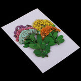 Maxbell Multiple Mixed Natural Pressed Dried Flower Leaf DIY Art Craft Decor big size
