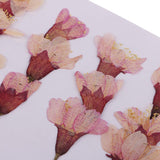 Max 12 Pack Natural Pressed Dried Flowers Side Pressed Sakura Flowers For Scrapbooking Arts Crafts Epoxy Resin Jewelry Making DIY Phone Cover Decoration