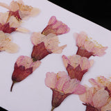 Max 12 Pack Natural Pressed Dried Flowers Side Pressed Sakura Flowers For Scrapbooking Arts Crafts Epoxy Resin Jewelry Making DIY Phone Cover Decoration