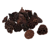 Maxbell 30pcs Natural Dried lotus pod Flowers Fruit for floral decor crafts DIY