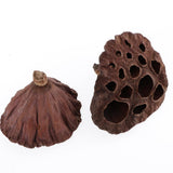 Maxbell 30pcs Natural Dried lotus pod Flowers Fruit for floral decor crafts DIY