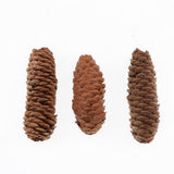 Maxbell 1KG Pine Cone Pineal Nuts Party Decoration Adornment Vase Bowl Fillers 1-6cm