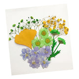 Maxbell 13/14/15Pcs Pressed Leaves Natural Dried Flowers Scrapbooking Card making A