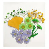 Maxbell 13/14/15Pcs Pressed Leaves Natural Dried Flowers Scrapbooking Card making A