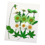 Maxbell 13/14/15Pcs Pressed Leaves Natural Dried Flowers Scrapbooking Card making F