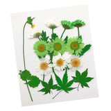 Maxbell 13/14/15Pcs Pressed Leaves Natural Dried Flowers Scrapbooking Card making F