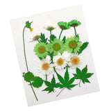 Maxbell 13/14/15Pcs Pressed Leaves Natural Dried Flowers Scrapbooking Card making F